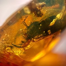 TIGER BEETLE remains in Burmese / Burmite amber fossil / 100% genuine  picture