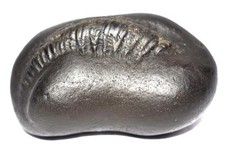 Sarvottam Adwatiya Golden Laxmi KalpaVriksha Hayagriva Shaligram - Gandaki River picture