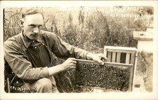 Beekeeper Honey Bees honey frame Occupation c1910 Real Photo Postcard bhn picture