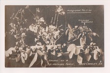 Plum, Pear, & Orange Blossoms, Figs, JB Watkins Farm, Lake Charles LA, 1911 RPPC picture