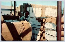 Vintage Agriculture Industry Cotton Bales Worker Loading 1950s picture