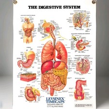 Vintage 1985 Digestive System Anatomical Chart Levsinex Pharma Promo picture