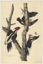 Ivory-billed Woodpecker Vintage Audubon Birds of America Reprint Wall Art picture
