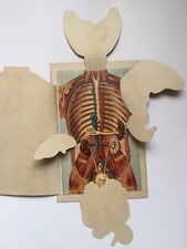 3 Boards --1884 Human Anatomy Boards w/ Layered Fold Out Body Info picture