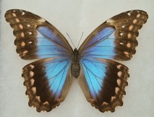MORPHO DIDIUS A1 RARE FORM ORANGE SPOTS AROUND THE WINGS MOUNTED RIKER FRAMED #3 picture