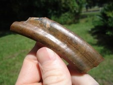 BEAUTIFUL GROUND SLOTH MOLAR TOOTH FLORIDA FOSSILS ICE AGE EXTINCT CLAW CORE FL picture