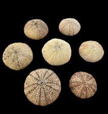 Awesome Set of 7 Fossilized Sea Urchins – Authentic Prehistoric Specimens, Moroc picture
