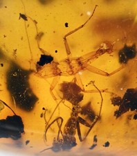 Scarce Phasmatodea (Walking Stick) with ant, Fossil inclusion in Burmese Amber picture