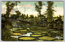 c1900s Como Park Lily Pond St Paul Minnesota Antique Postcard picture