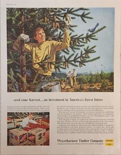 1958 Weyerhaeuser Timber Company Vintage Ad 13 x 10 seed cone harvest picture