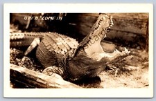 K55/ Interesting RPPC Postcard c1930s Florida Alligator 