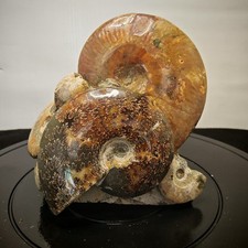10.12LB Polished Ammonite Fossil, Red Spiral Stone, Home Decor & Collector Gift picture