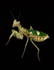 Jeweled Flower Praying Mantis L2/L3 Nymph Creobroter gemmatus PRE ORDER picture