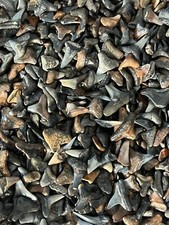 Lot Of 200 Fossilized ( PARTIAL ) Shark Teeth From Venice Florida  picture