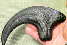 9 INCH RAPTOR CLAW REPLICA JURASSIC DINOSAUR FOSSIL NAIL UTAHRAPTOR TALON RELIC picture