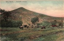 ARIZONA POSTCARD: VIEW OF COWS ON THE DAIRY RANCH, TUCSON, AZ picture