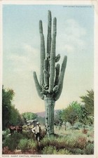 Postcard AZ: Giant Saguaro Cactus with Man & Horse Carriage, Arizona WB picture