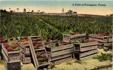 Vintage Florida Pineapple Field Postcard H & W B Drew Co Jacksonville picture