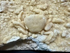 Large Stunning Mineralized Potamon Crab Fossil In Travertine picture