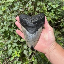 Real Six Inch Megalodon Shark Tooth 5.99” Big Fossil Shark Teeth From NC picture
