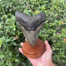 REAL Six Inch Megalodon Shark Tooth 6.13” BIG Fossil Shark Tooth W Display Stand picture