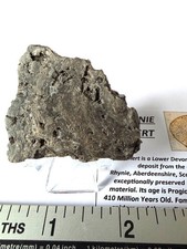 Rhynie Chert Devonian Period Scotland  RC6 picture