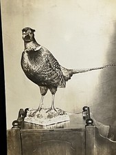 Antique Photo Taxidermy Hunting Ringtail Pheasant Mount 1910s picture