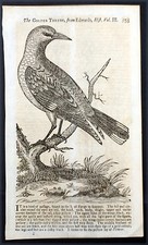 1757 Gents Magazine Original Antique Print of The Golden Thrush Bird picture