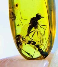 Ultra Rare Large Snipe Fly Rhagionidae Amber Fossil Museum Quality picture