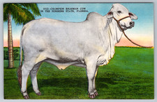 c1940s Champion Brahman Cow Ocala Florida Postcard picture
