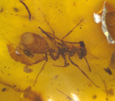 Nice Cretaceous Worker Ant in Burmese Amber Fossil Dinosaur Age picture