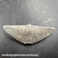 Winged brachiopod fossil (mucrospirifer thedfordensis) - middle devonian, picture