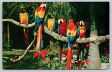 Vtg Mirro-Krome Postcard PARROTS AND POINSETTIAS H. W. Hannau Tropical Birds picture