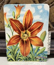 c1930s Fire Lily Trade Card Print by E. Heller #378 Austria L5 picture