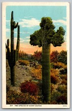 Postcard - Two Species Of Giant Cactus picture