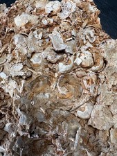 6.1# Fossil Hash Plate 7.5