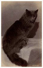 Charles Reed, Study of'Animals, Cat Vintage Albumen Print Albumen Print picture