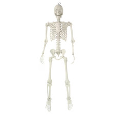 Way To Celebrate 5FT Faux Skeleton Life Size White Halloween Prop picture