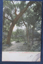 1900s St Andrews Florida Moss Covered Oaks Postcard picture