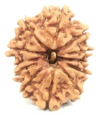 12 Mukhi Rudraksha - Nepal - 25.52 mm - IGL Certified picture