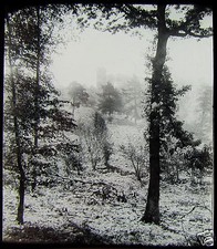 Glass Magic Lantern Slide TREE STUDY NO15 C1910 WOODS WOODLAND PHOTO picture