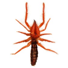 Dinorhax rostrumpsittaci giant red camel spider Vietnam PACKAGED picture