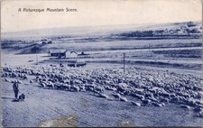 1909 Butte Montana Sheep Herd RPPC Cohn Bros. Culbertson NE Postcard picture