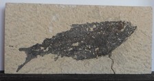Fossil Fish . Wyoming Green River Formation . Dino . 50 Million Years. 5