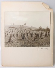 11X14 ALBUMEN PHOTO OF LARGE HAY STACKS IN ROLLING FIELD picture