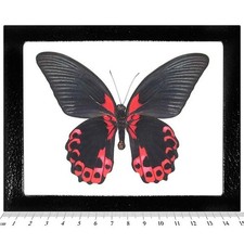 Papilio rumanzovia REAL FRAMED BUTTERFLY RED PINK PHILIPPINES picture