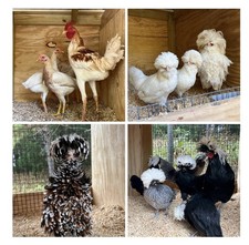 6+ Assorted Hatching Eggs from our Exhibition Stock picture