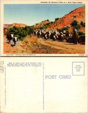 TX Rounding Up Hereford Cattle On West Texas Range Cowboy Postcard 58872 picture