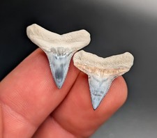 Incredible Pair Of Lower Bull Shark Teeth BV Florida Gems picture