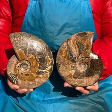 2PCS 4.2LB Polishing of Natural Conch Specimens from Madagascar 3181 picture